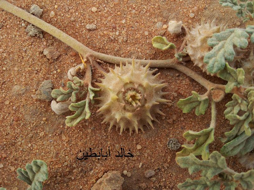 Image result for â«Ø´ÙÙØ© Ø§ÙØ³Ø¹Ø¯Ø§Ùâ¬â